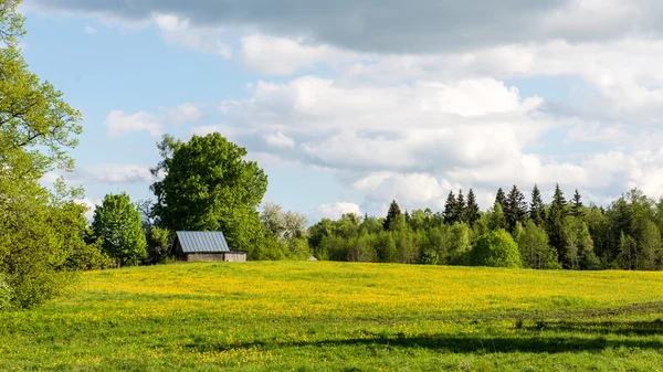 Красивые зеленые поля под голубым небом летом — стоковое фото