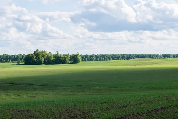 Beaux champs verts sous le ciel bleu en été — Photo