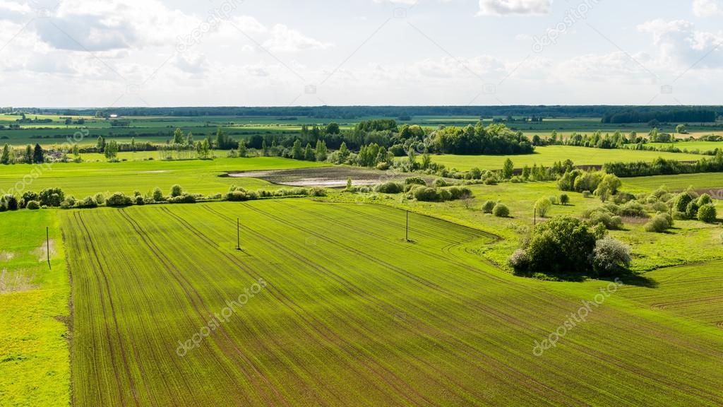 beautiful green fields under blue sky in summer