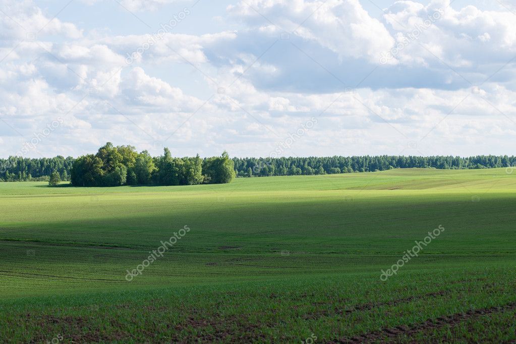 beautiful green fields under blue sky in summer