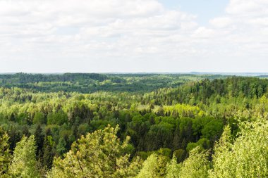 Sonsuz güneşli gün ormanlarda