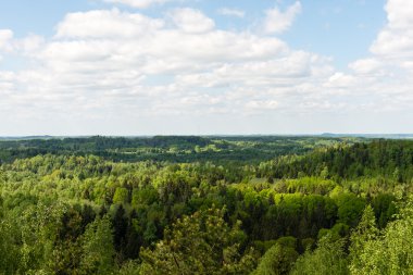 Sonsuz güneşli gün ormanlarda