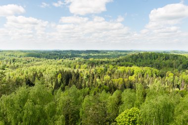 Sonsuz güneşli gün ormanlarda