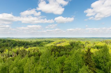 Sonsuz güneşli gün ormanlarda