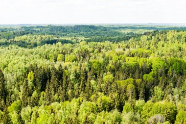 Sonsuz güneşli gün ormanlarda