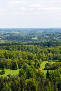 Sonsuz güneşli gün ormanlarda