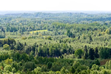 Sonsuz güneşli gün ormanlarda