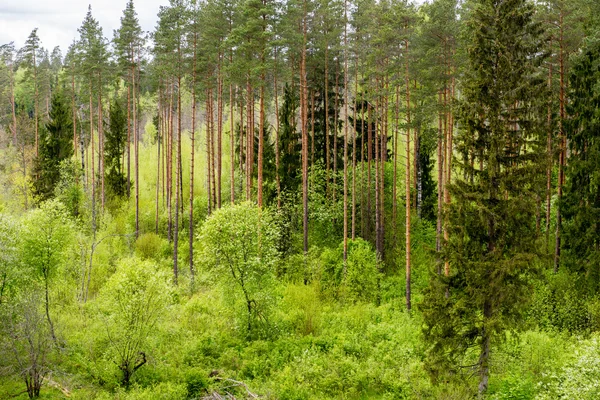 Ändlösa skogar i solig dag — Stockfoto