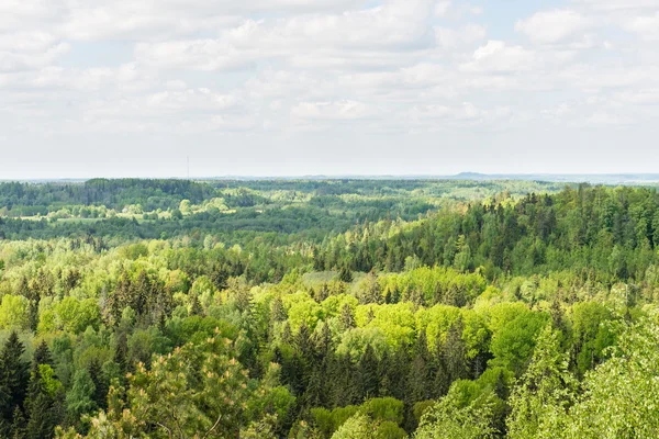 Eindeloze bossen in zonnige dag — Stockfoto