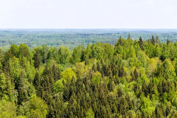 Eindeloze bossen in zonnige dag — Stockfoto