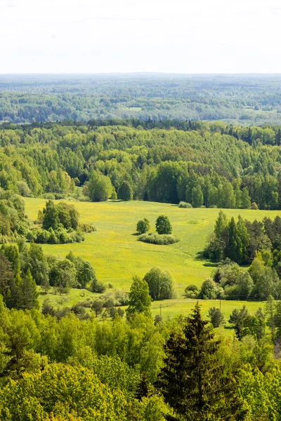 Endlose Wälder an sonnigen Tagen — Stockfoto