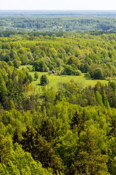 Endless forests in sunny day — Stock Photo, Image