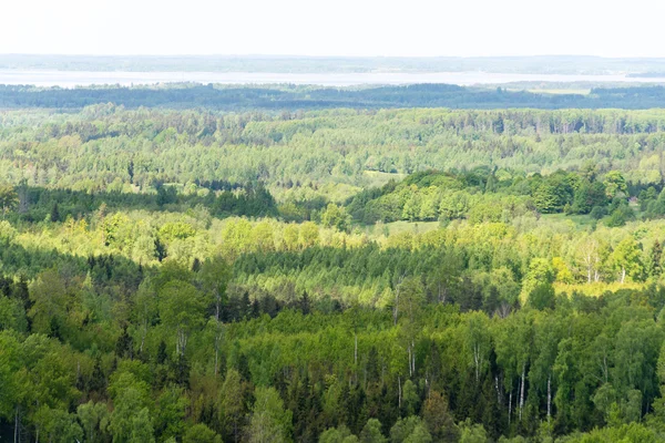 Eindeloze bossen in zonnige dag — Stockfoto