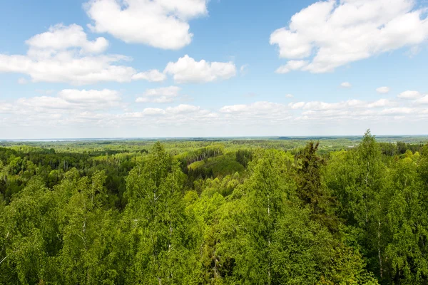 Endless forests in sunny day Stock Image