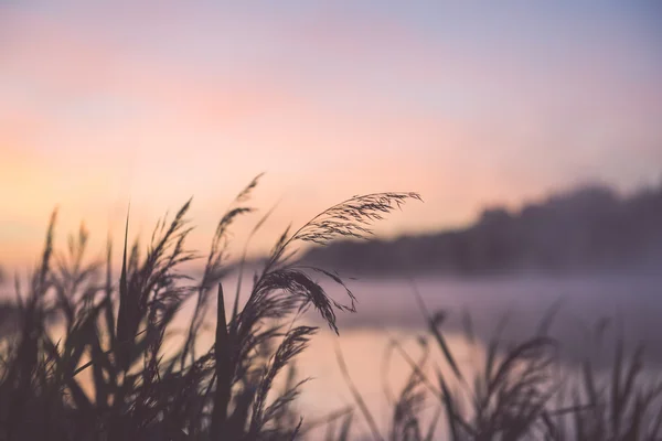 Blurred water grass on the foggy morning  - vintage effect — Stock Photo, Image