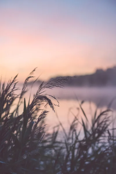 Розмита водна трава на туманний ранок - вінтажний ефект — стокове фото