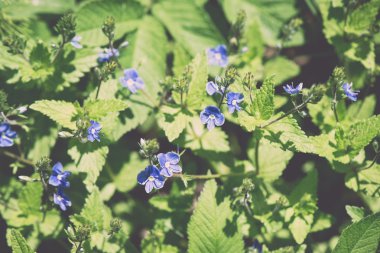 Yaz çiçek çayır arka plan - vintage etkisi