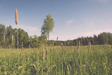 Çiçek alan ve mavi gökyüzü güneş - vintage etkisi ile