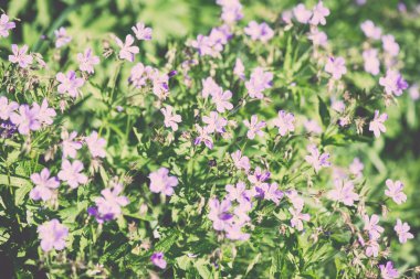 Yaz çiçek çayır arka plan - vintage etkisi