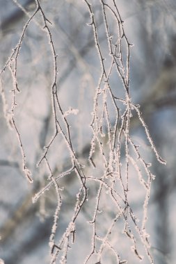 detay Frost'un üzerinde soğuk sabah - vintage etkisi tonda dalında