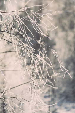 detay Frost'un üzerinde soğuk sabah - vintage etkisi tonda dalında