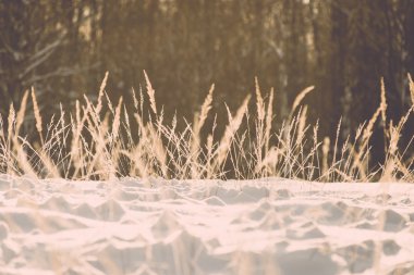 detay Frost'un soğuk sabah sunrise - vintage etkisi üzerinde şube