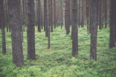 Moss ile eski orman kaplı ağaçlar ve güneş ışınlarının yaz aylarında - v