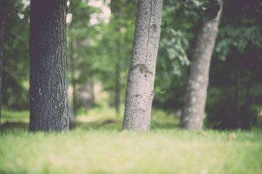 Moss ile eski orman kaplı ağaçlar ve güneş ışınlarının yaz aylarında - v