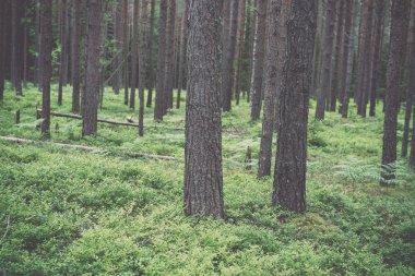 Moss ile eski orman kaplı ağaçlar ve güneş ışınlarının yaz aylarında - v