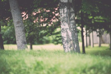 Moss ile eski orman kaplı ağaçlar ve güneş ışınlarının yaz aylarında - v