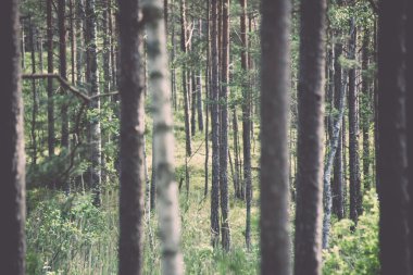Moss ile eski orman kaplı ağaçlar ve güneş ışınlarının yaz aylarında - v