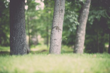 Moss ile eski orman kaplı ağaçlar ve güneş ışınlarının yaz aylarında - v