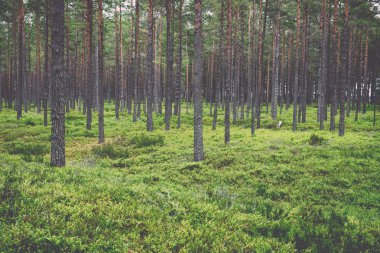 Moss ile eski orman kaplı ağaçlar ve güneş ışınlarının yaz aylarında - v