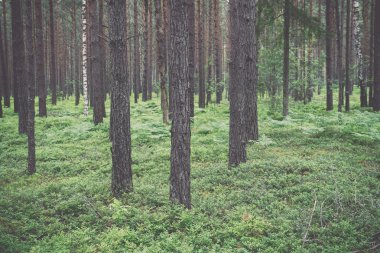 Moss ile eski orman kaplı ağaçlar ve güneş ışınlarının yaz aylarında - v