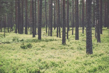 Moss ile eski orman kaplı ağaçlar ve güneş ışınlarının yaz aylarında - v