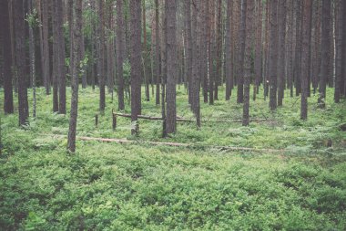Moss ile eski orman kaplı ağaçlar ve güneş ışınlarının yaz aylarında - v