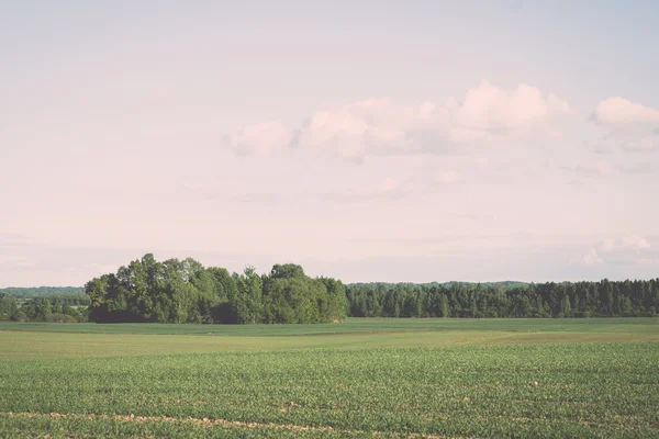 Campo cultivado e céu azul com sol - efeito vintage — Fotografia de Stock