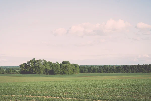 Cultivated field and blue sky with sun - vintage effect — Stock Photo, Image