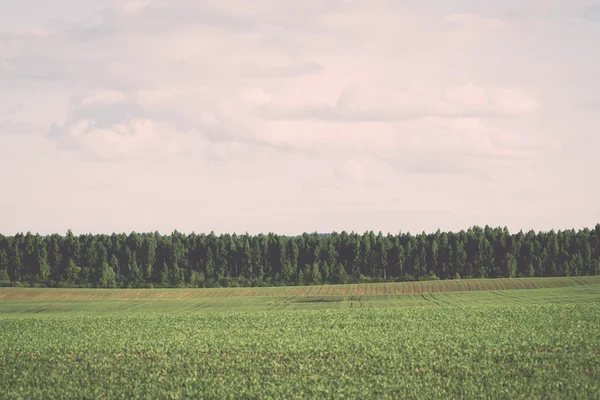 Gecultiveerd veld en de blauwe hemel met zon - vintage effect — Stockfoto