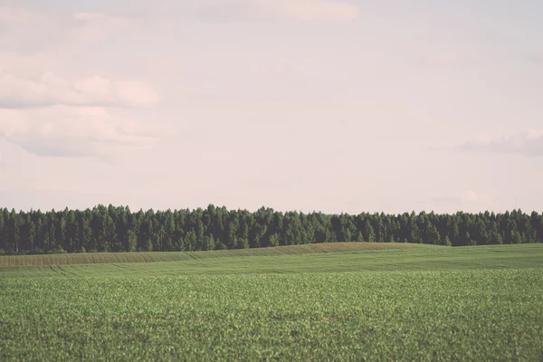 Gecultiveerd veld en de blauwe hemel met zon - vintage effect — Stockfoto