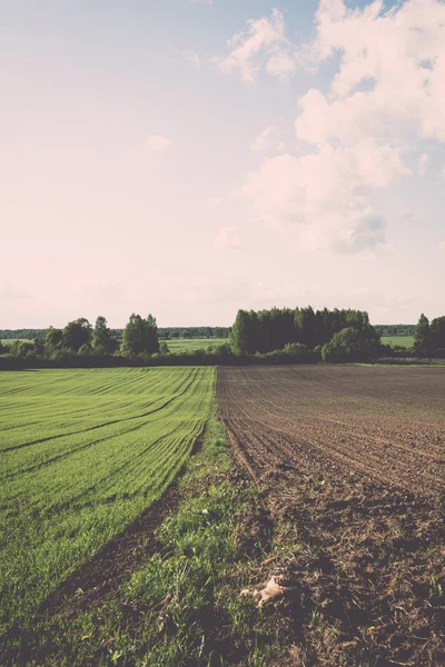Cultivated field and blue sky with sun - vintage effect — Stock Photo, Image