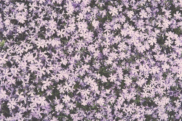 Purple summer flower meadow background - vintage effect — Stock Photo, Image