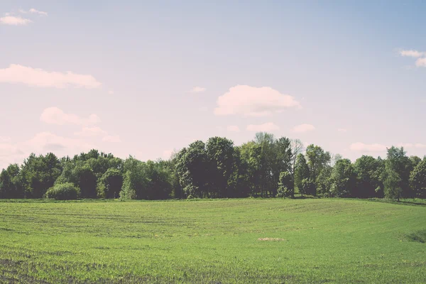 Bloem veld en de blauwe hemel met zon - vintage effect — Stockfoto