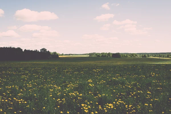 花と太陽 - ヴィンテージ効果と青い空 — ストック写真