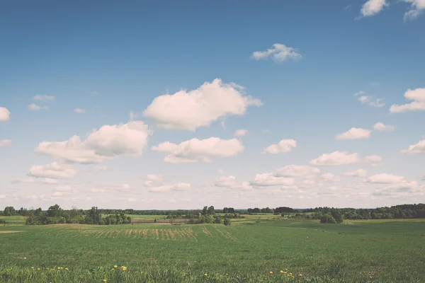 Bloem veld en de blauwe hemel met zon - vintage effect — Stockfoto