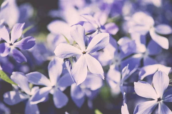 Púrpura verano flor prado fondo - efecto vintage —  Fotos de Stock