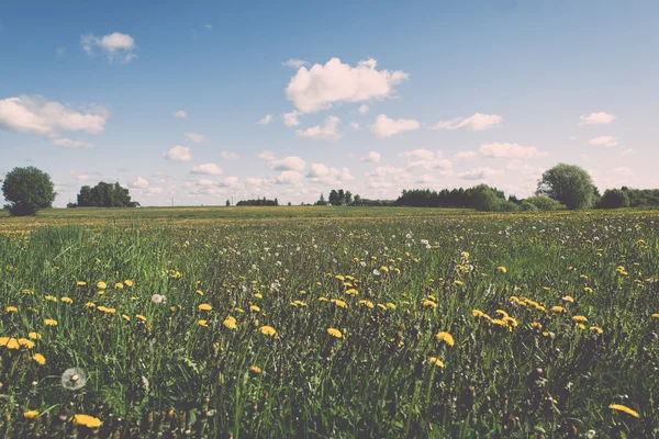 Kwiat pole i błękitne niebo, słońce - efekt vintage — Zdjęcie stockowe