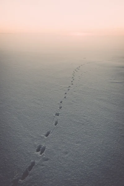 Soğuk sabah - vintage etkisi tonda karda hayvan izinden — Stok fotoğraf