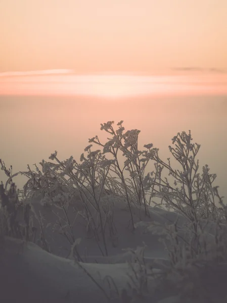 Гілка в казані мороз в холодний ранок - вінтажний ефект тонування — стокове фото