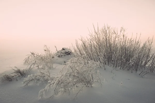 Ramo in brina gelo su mattina fredda - effetto annata tonica — Foto Stock